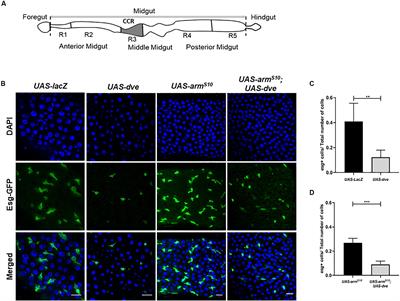 Defective Proventriculus Regulates Cell Specification in the Gastric Region of Drosophila Intestine